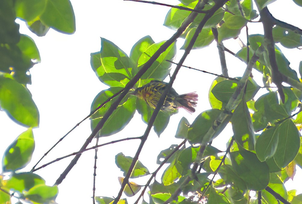 flowerpecker sp. - ML622226765