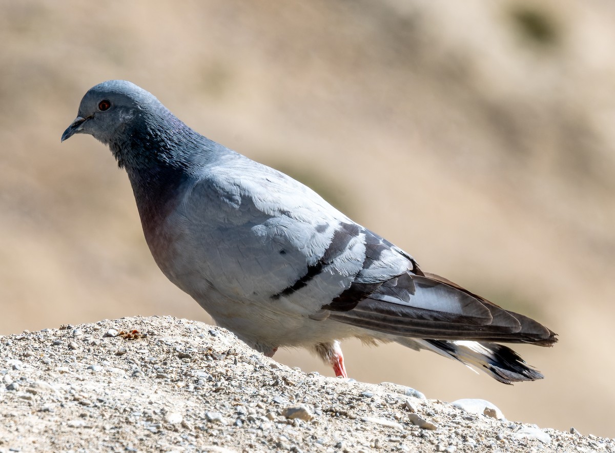 Hill Pigeon - ML622226787