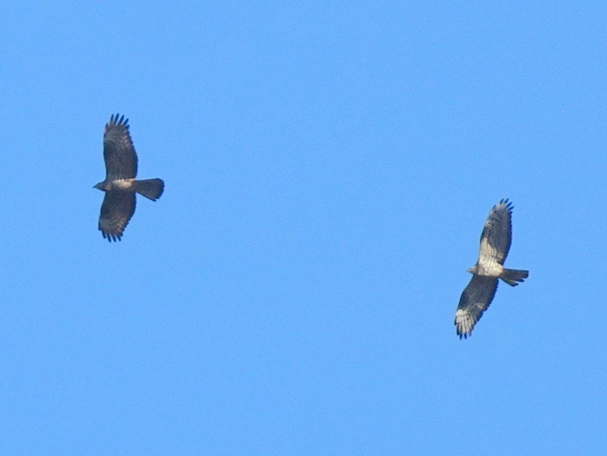 איית צרעים - ML62222681
