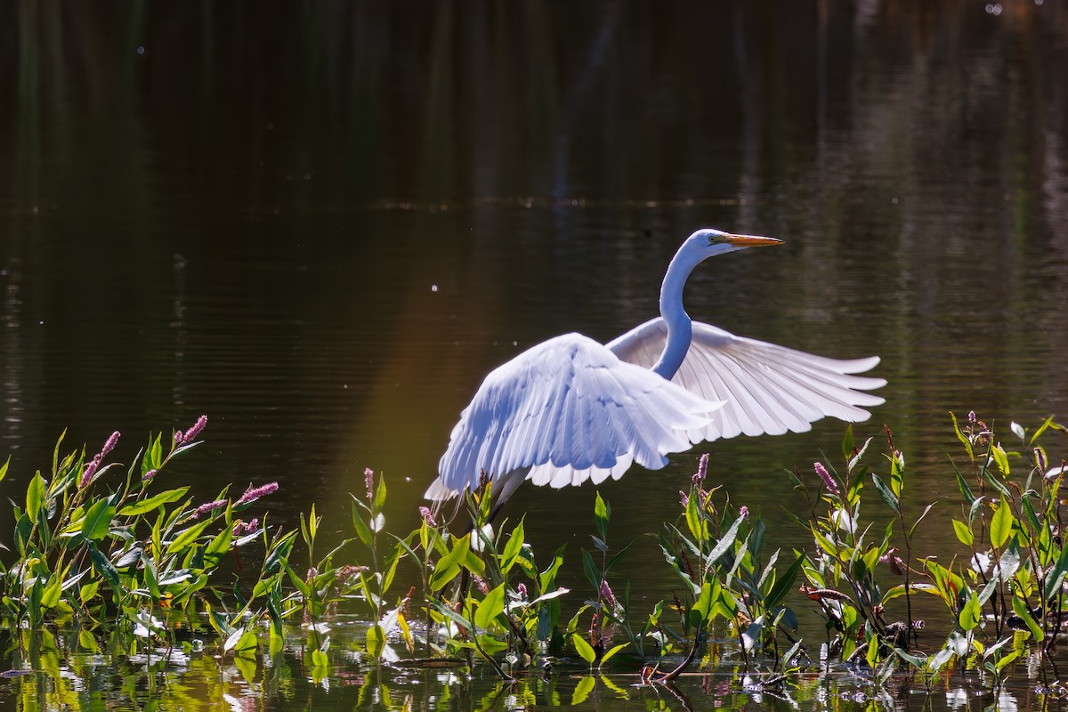 Great Egret - Alex K