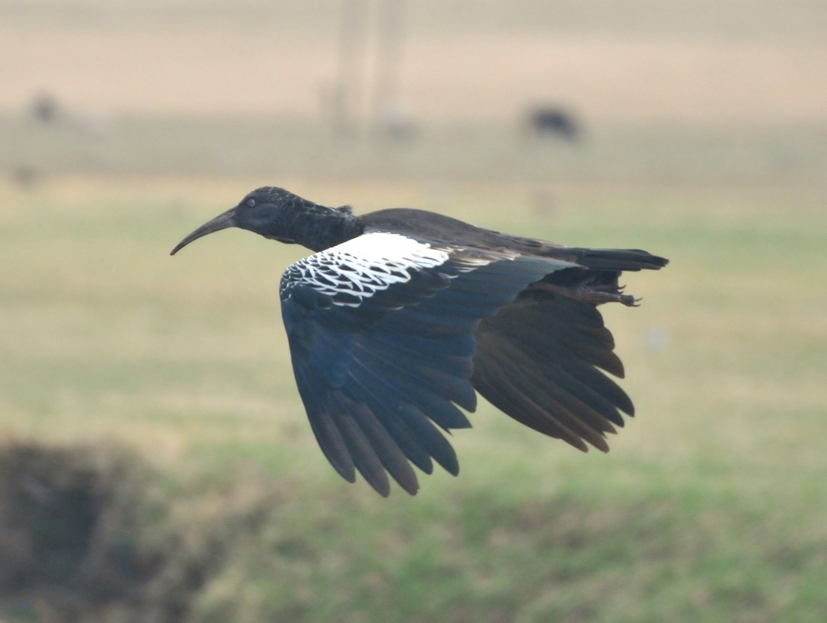 Wattled Ibis - ML622226862