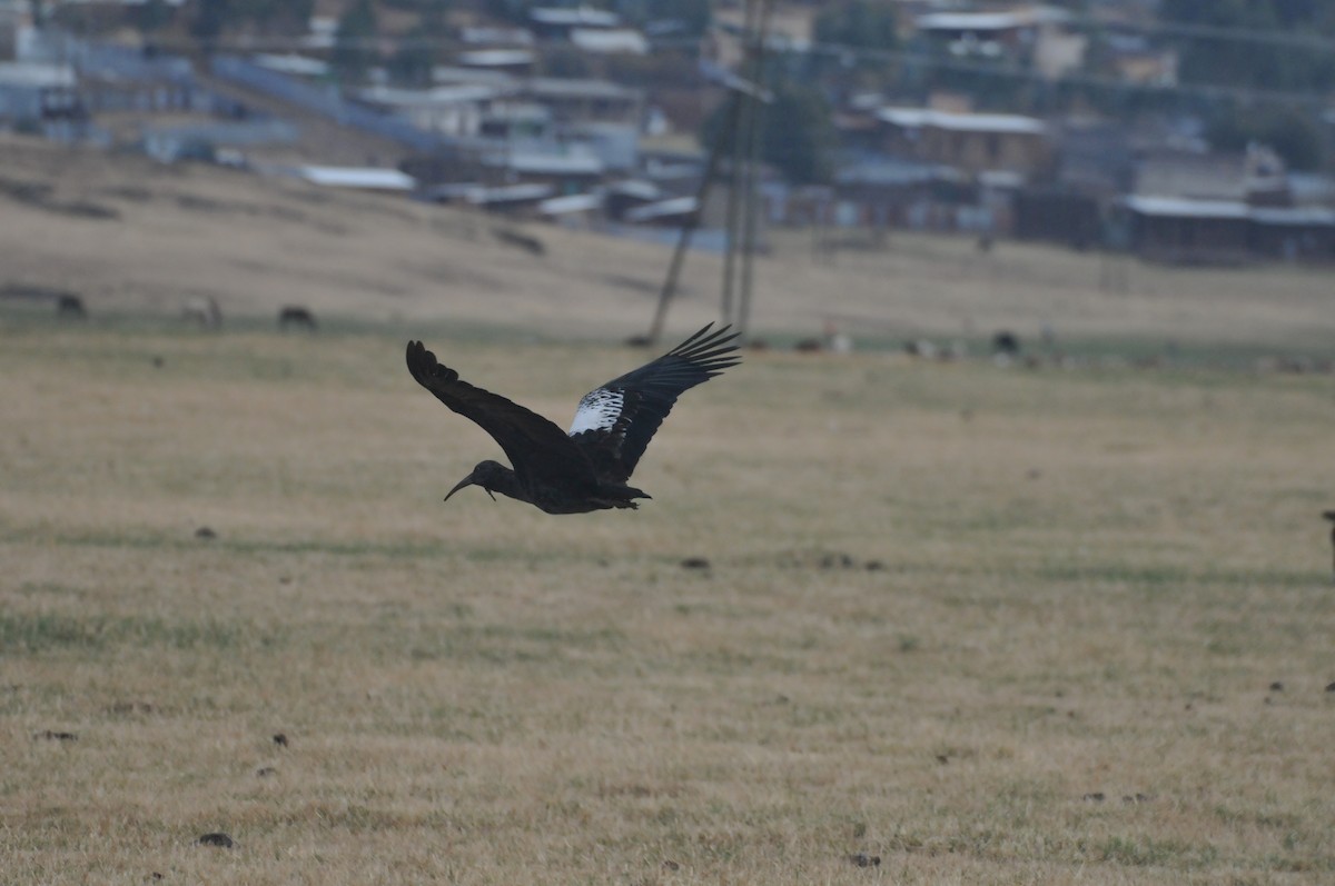 Wattled Ibis - ML622226865