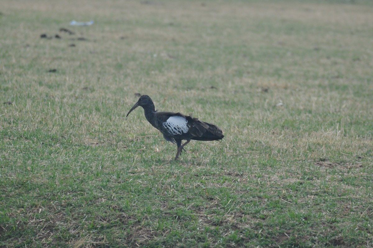 Wattled Ibis - ML622226868