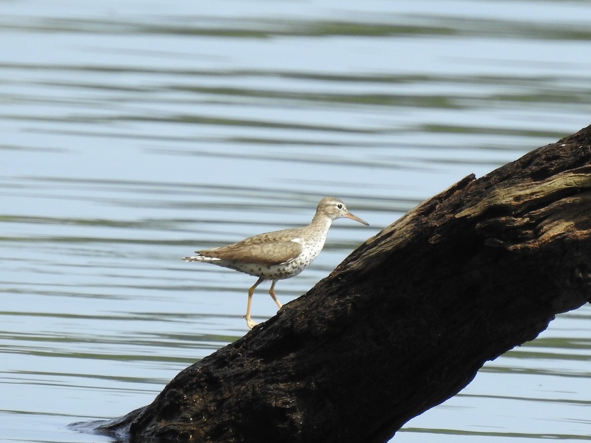Spotted Sandpiper - ML622226930