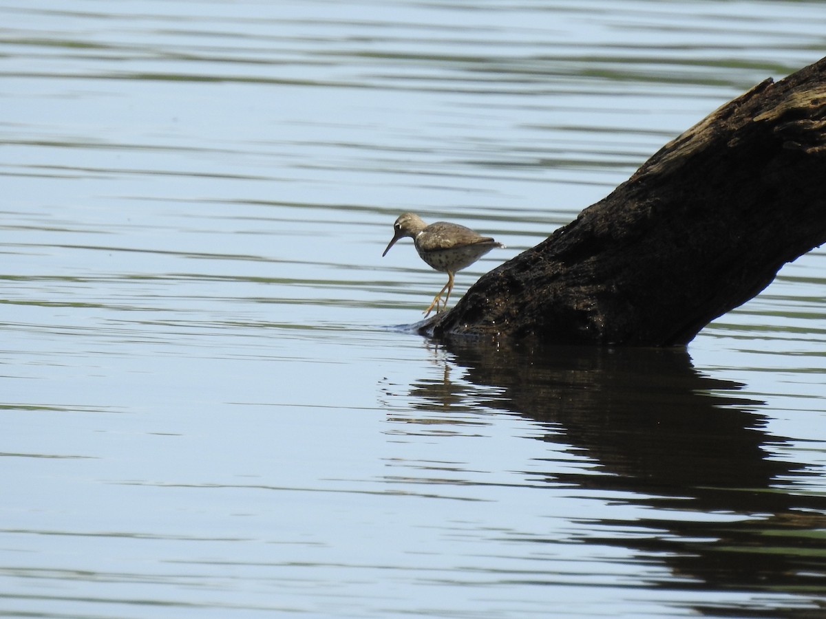 Spotted Sandpiper - ML622226931