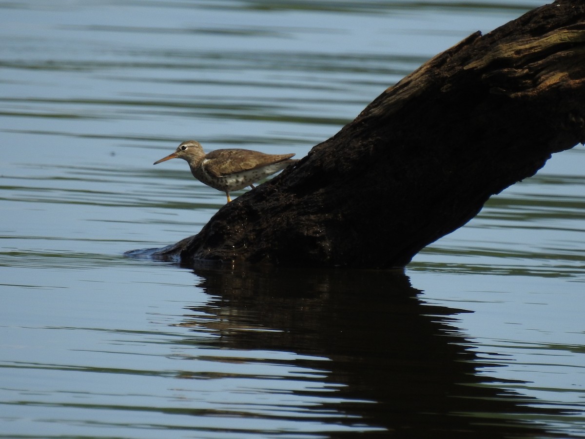Spotted Sandpiper - ML622226932