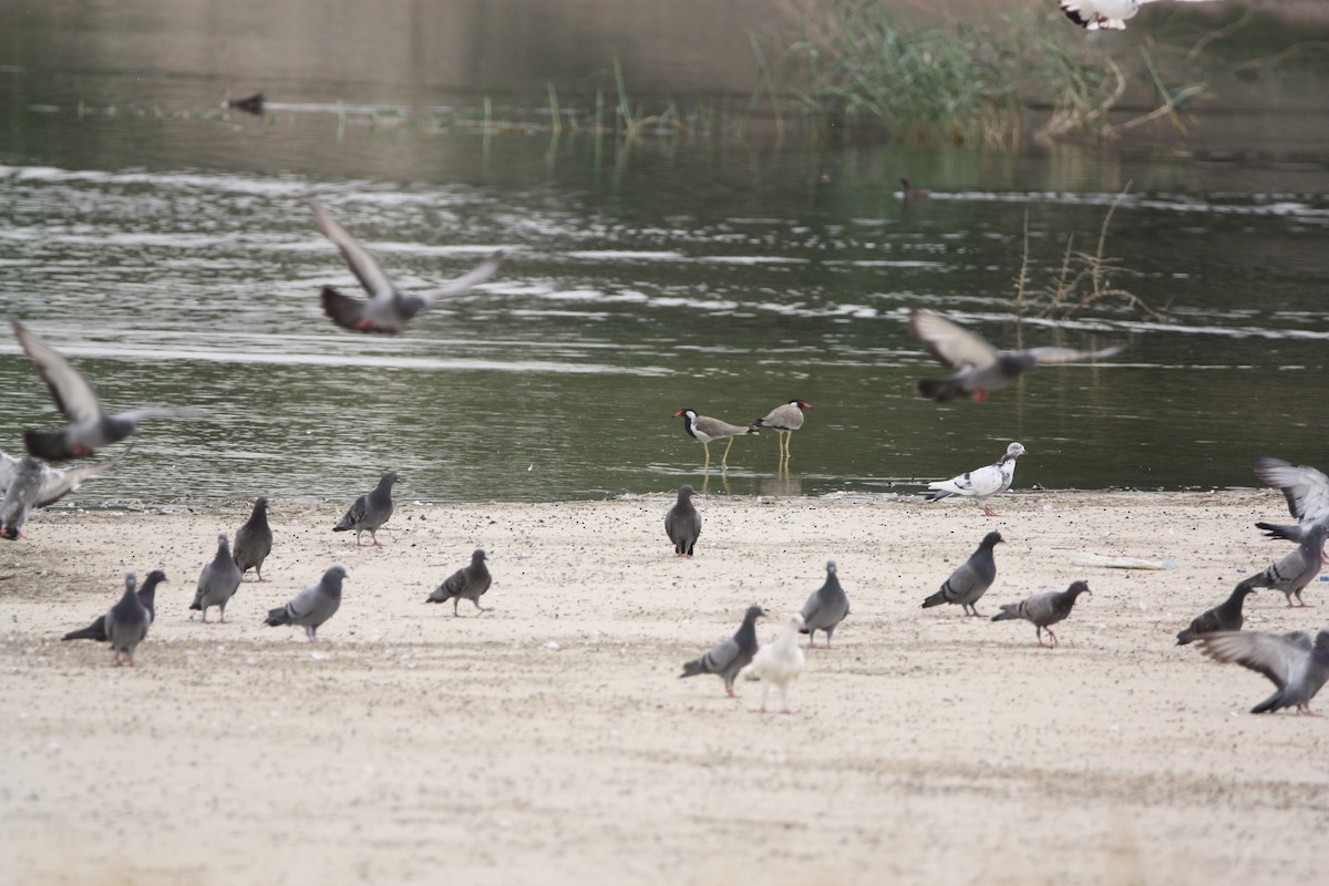 Rock Pigeon (Feral Pigeon) - ML622226945