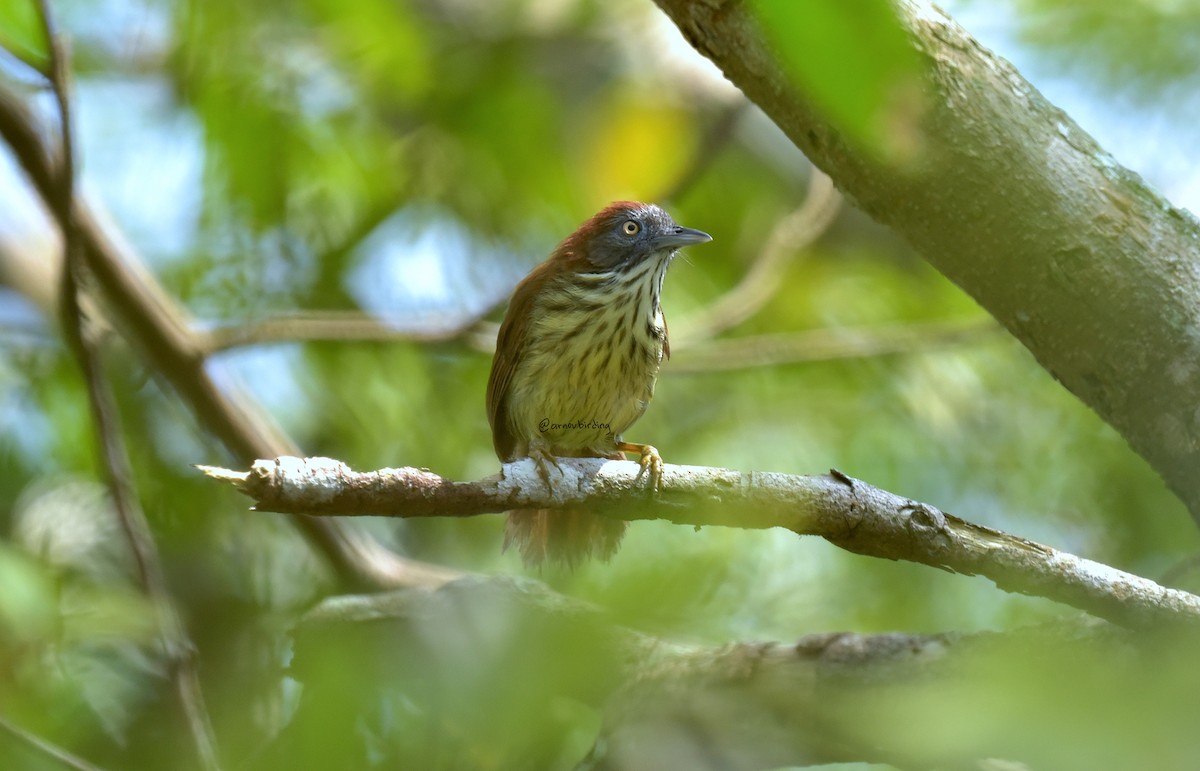 Bold-striped Tit-Babbler - ML622226964