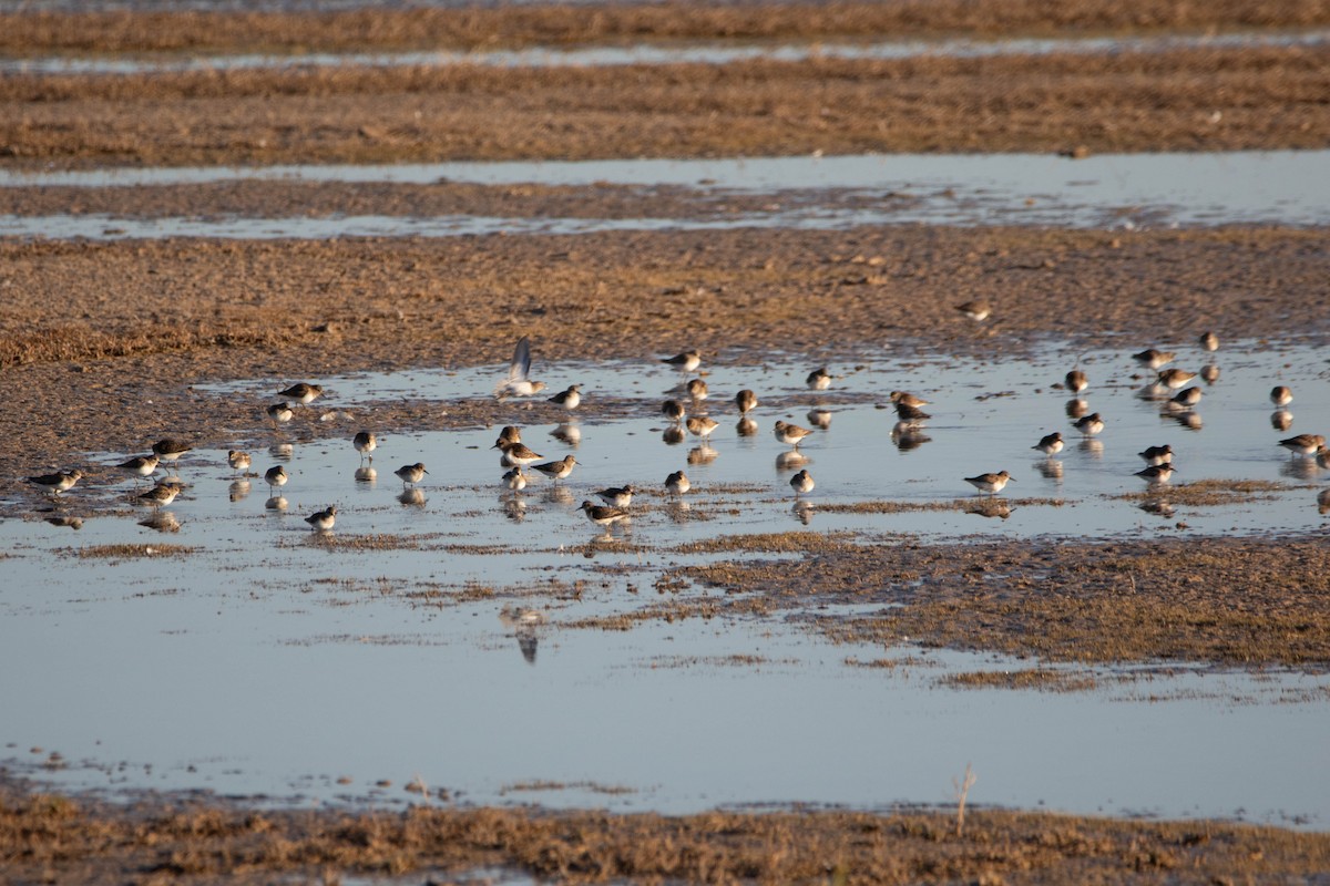 Least Sandpiper - ML622227095