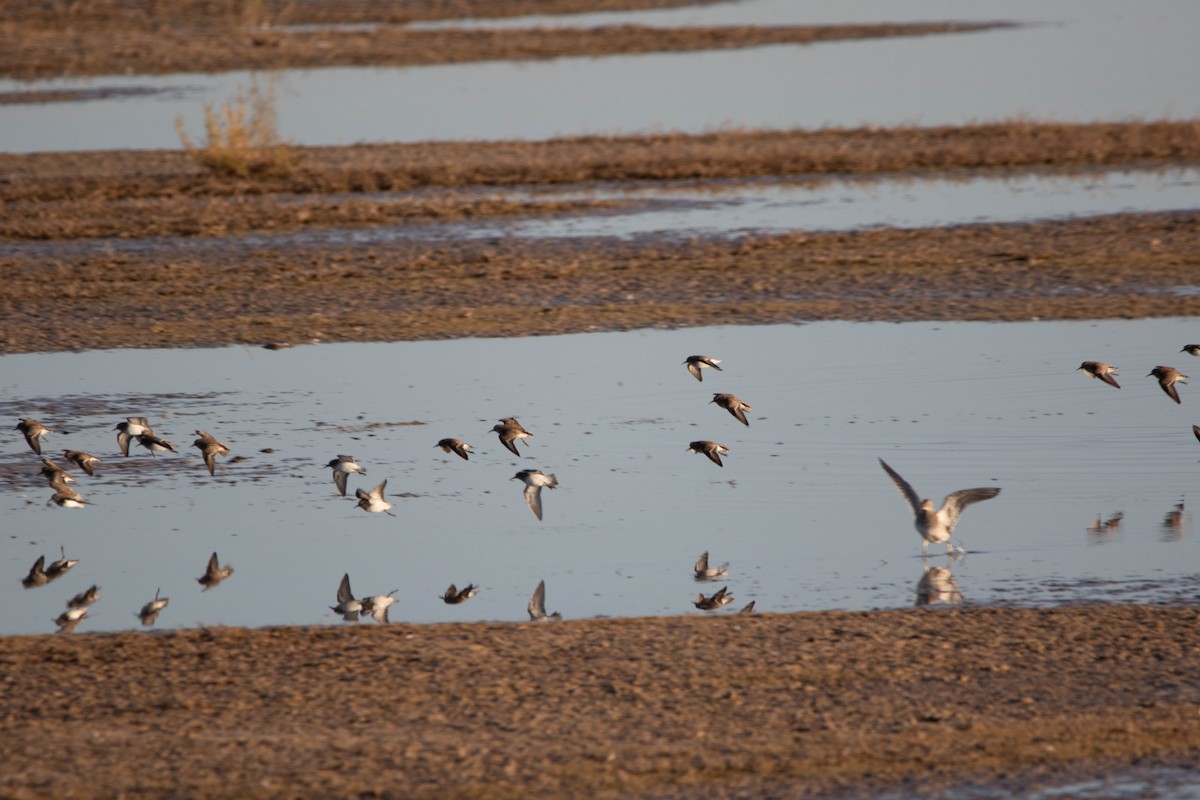 Least Sandpiper - ML622227096