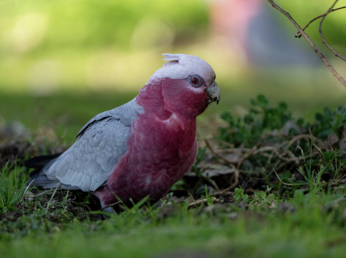 Galah - ML622227100