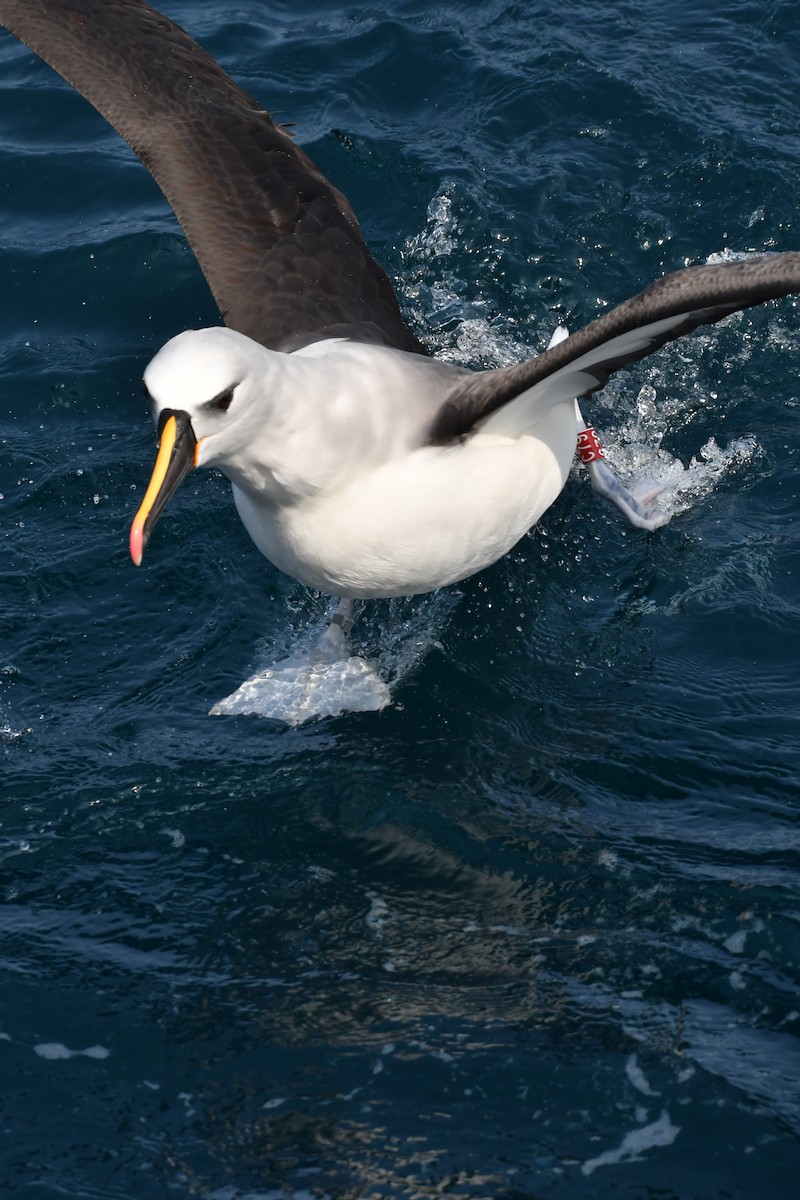 albatros pestrozobý - ML622227129