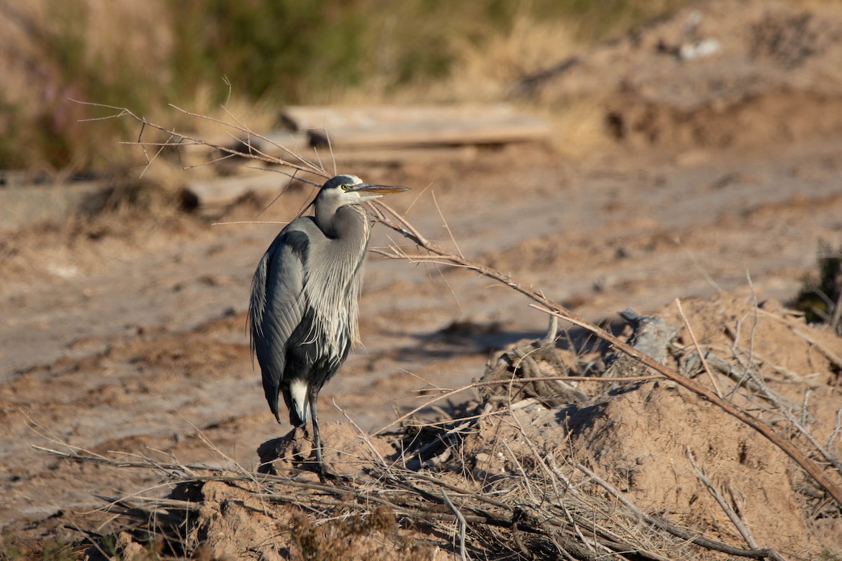 Great Blue Heron - ML622227146