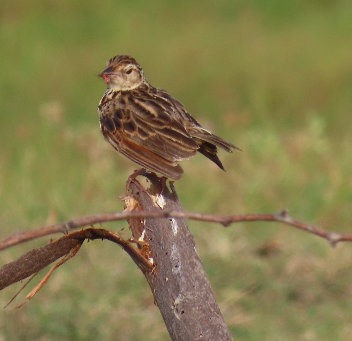 Jerdon's Bushlark - ML622227150