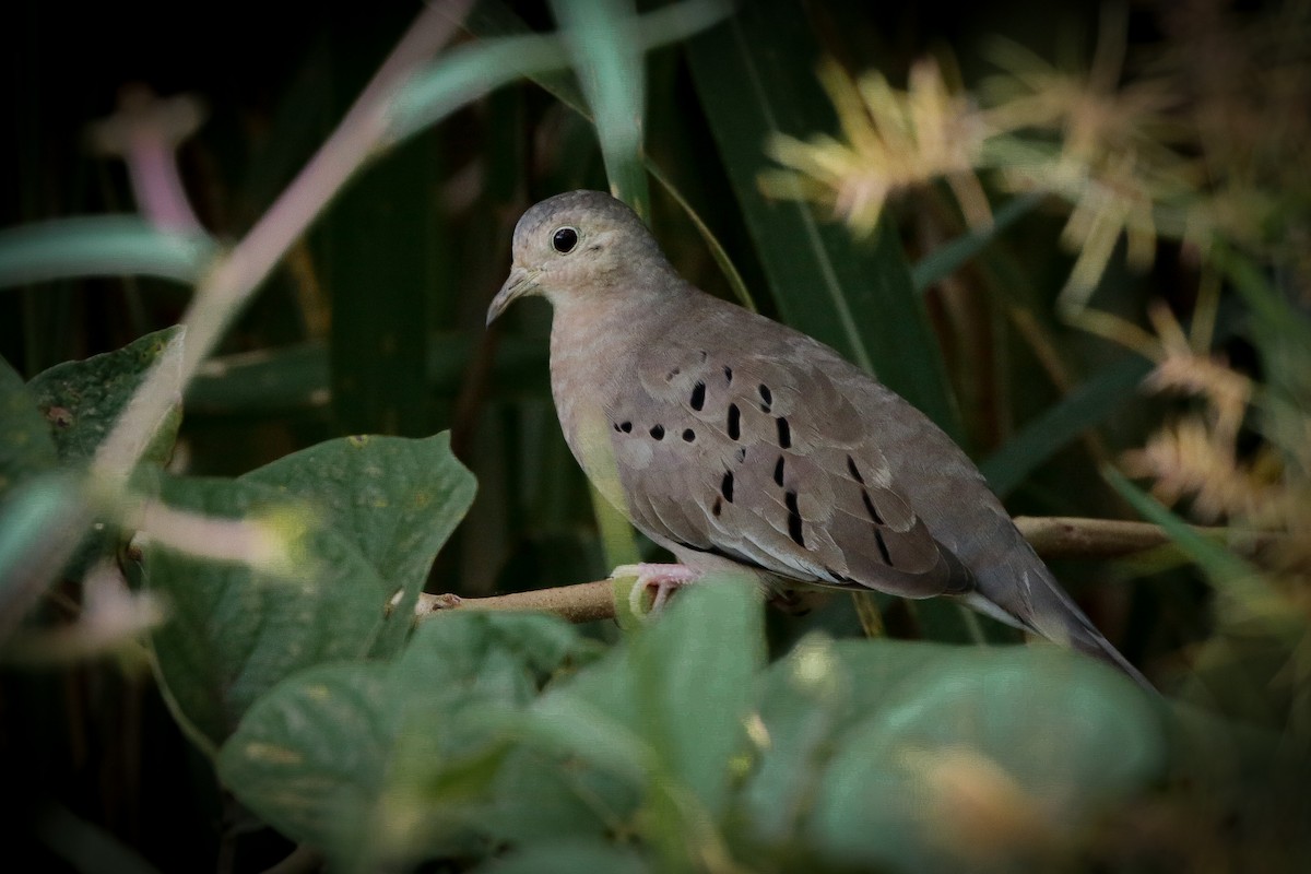 Ecuadorian Ground Dove - ML622227294