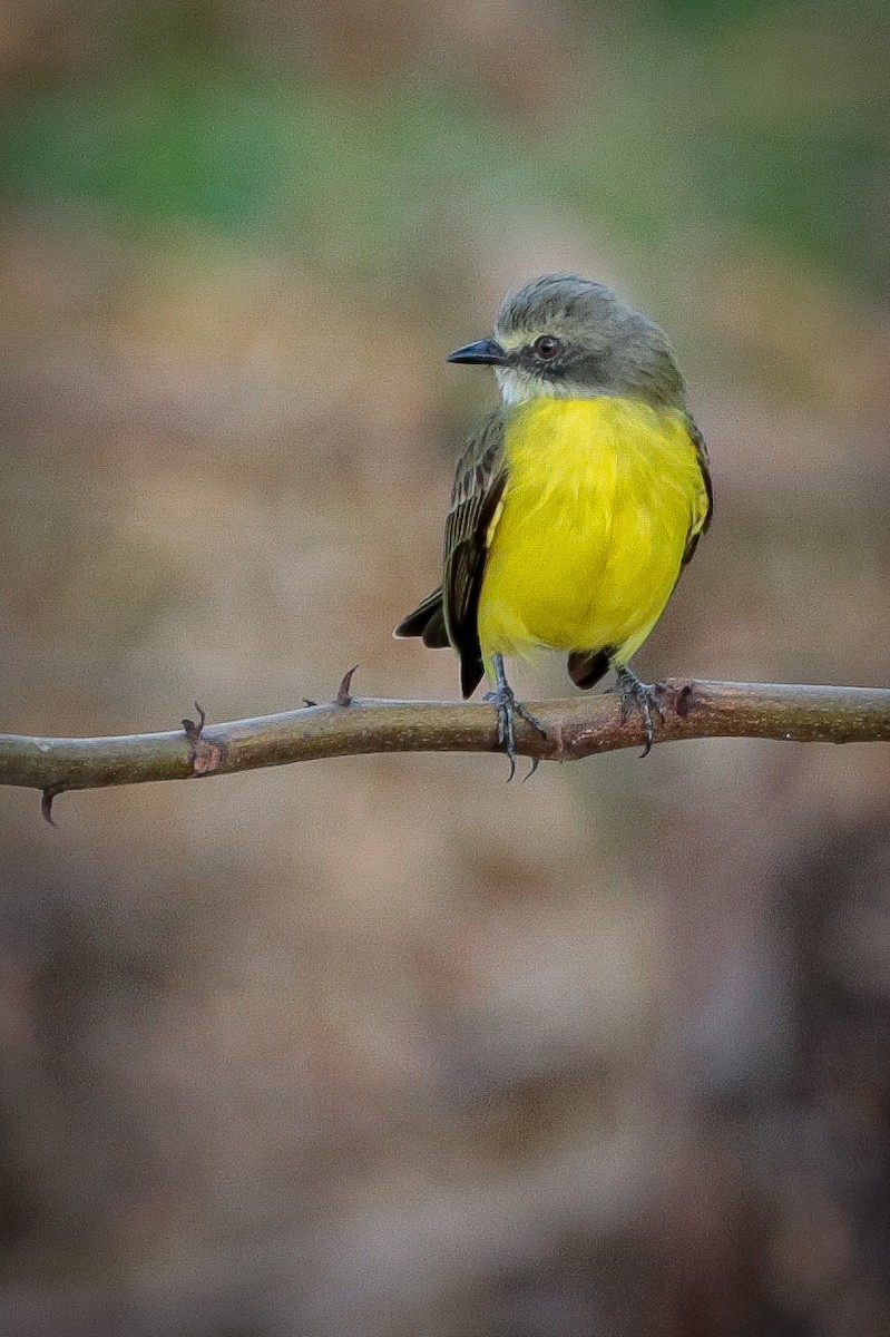 Gray-capped Flycatcher - ML622227299