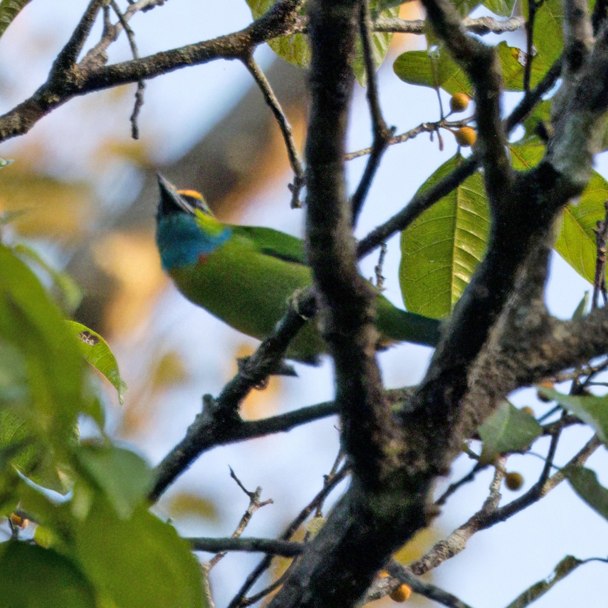 Yellow-crowned Barbet - ML622227302