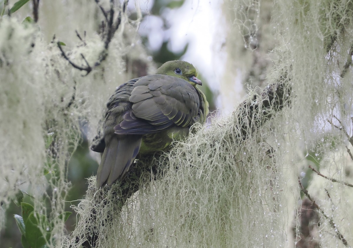 Wedge-tailed Green-Pigeon - ML622227319