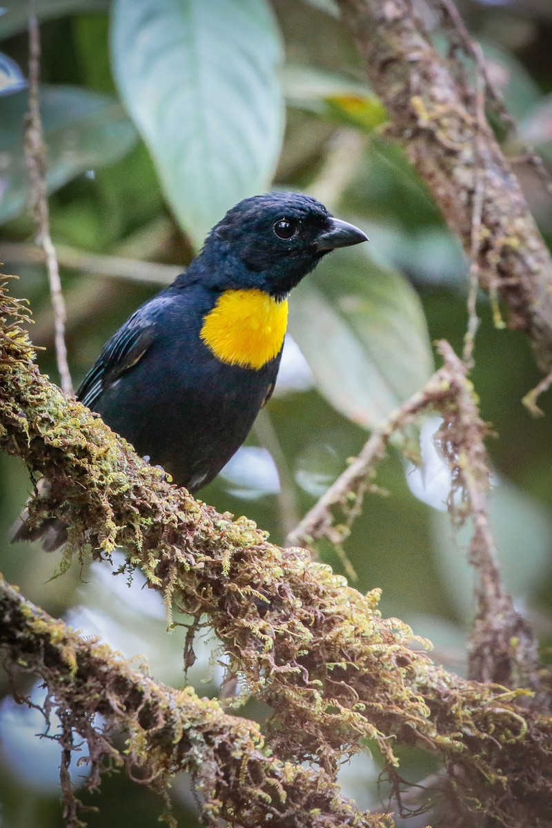 Golden-chested Tanager - CRISTIAN DAZA- MANAKIN NATURE TOURS