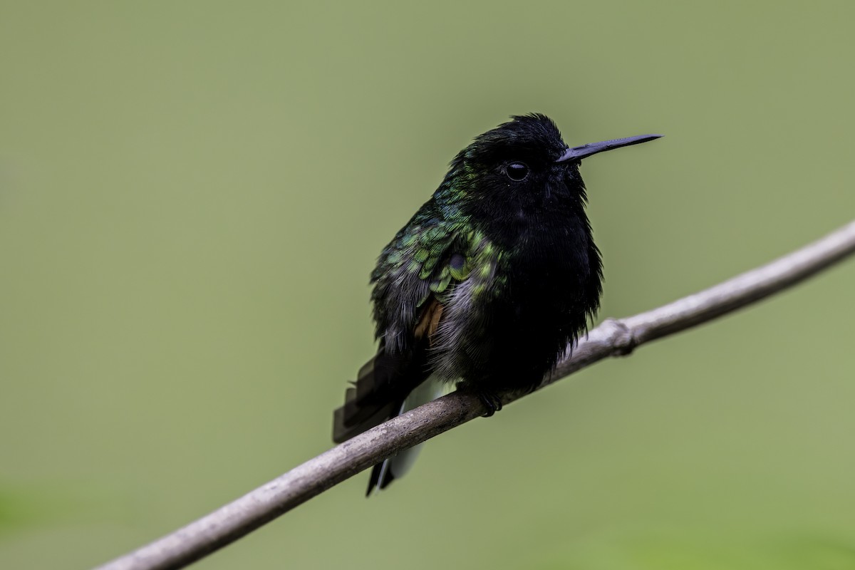 Colibrí Ventrinegro - ML622227321