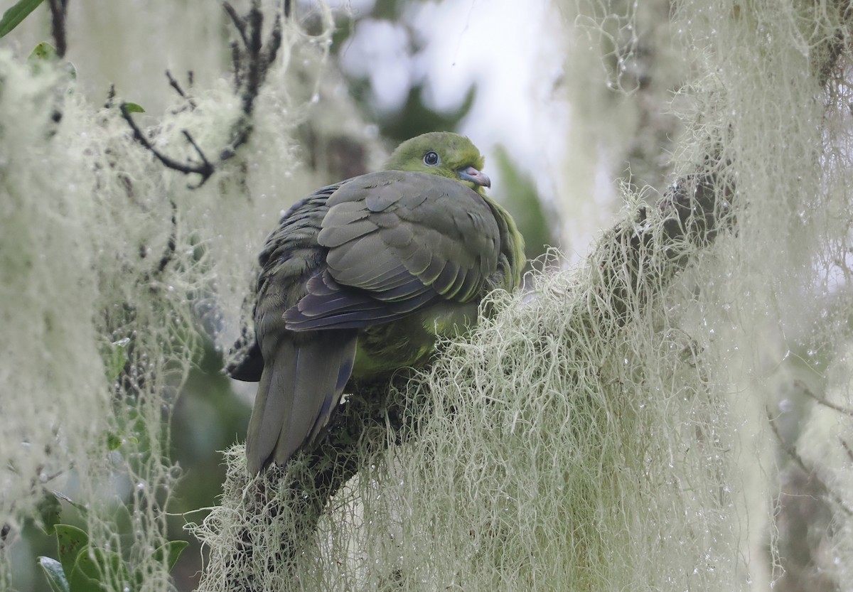 Wedge-tailed Green-Pigeon - ML622227323