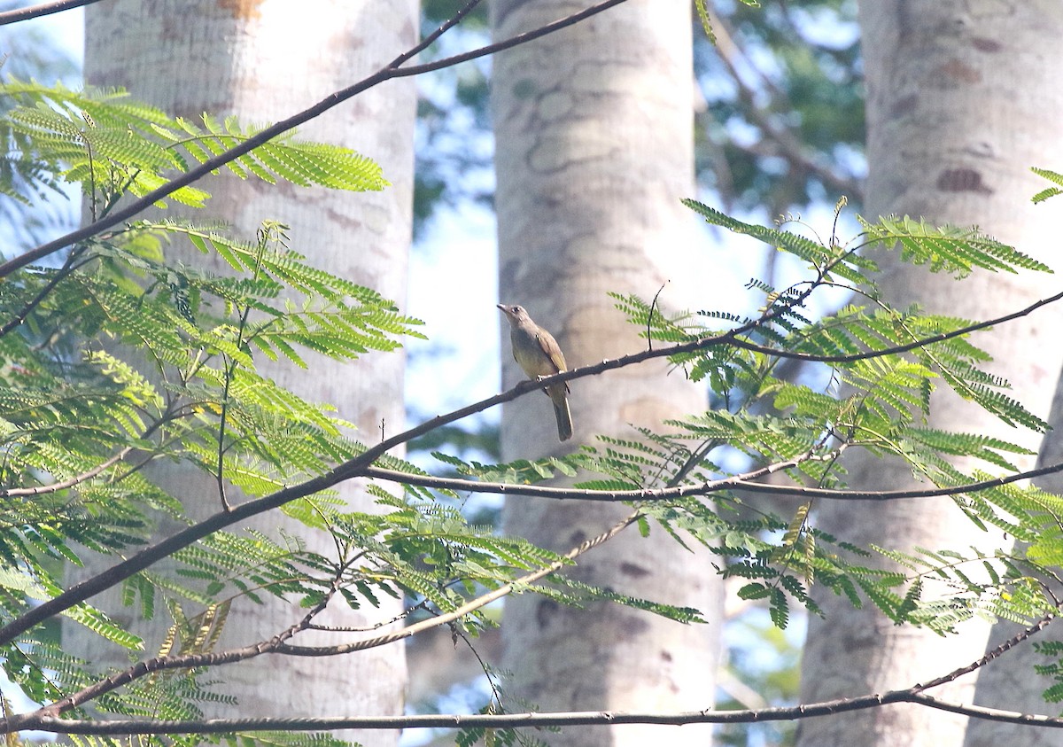 Ashy-fronted Bulbul - ML622227328