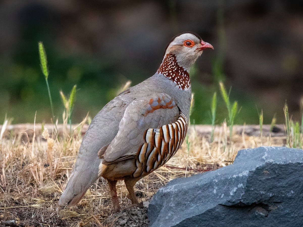 Barbary Partridge - ML622227330