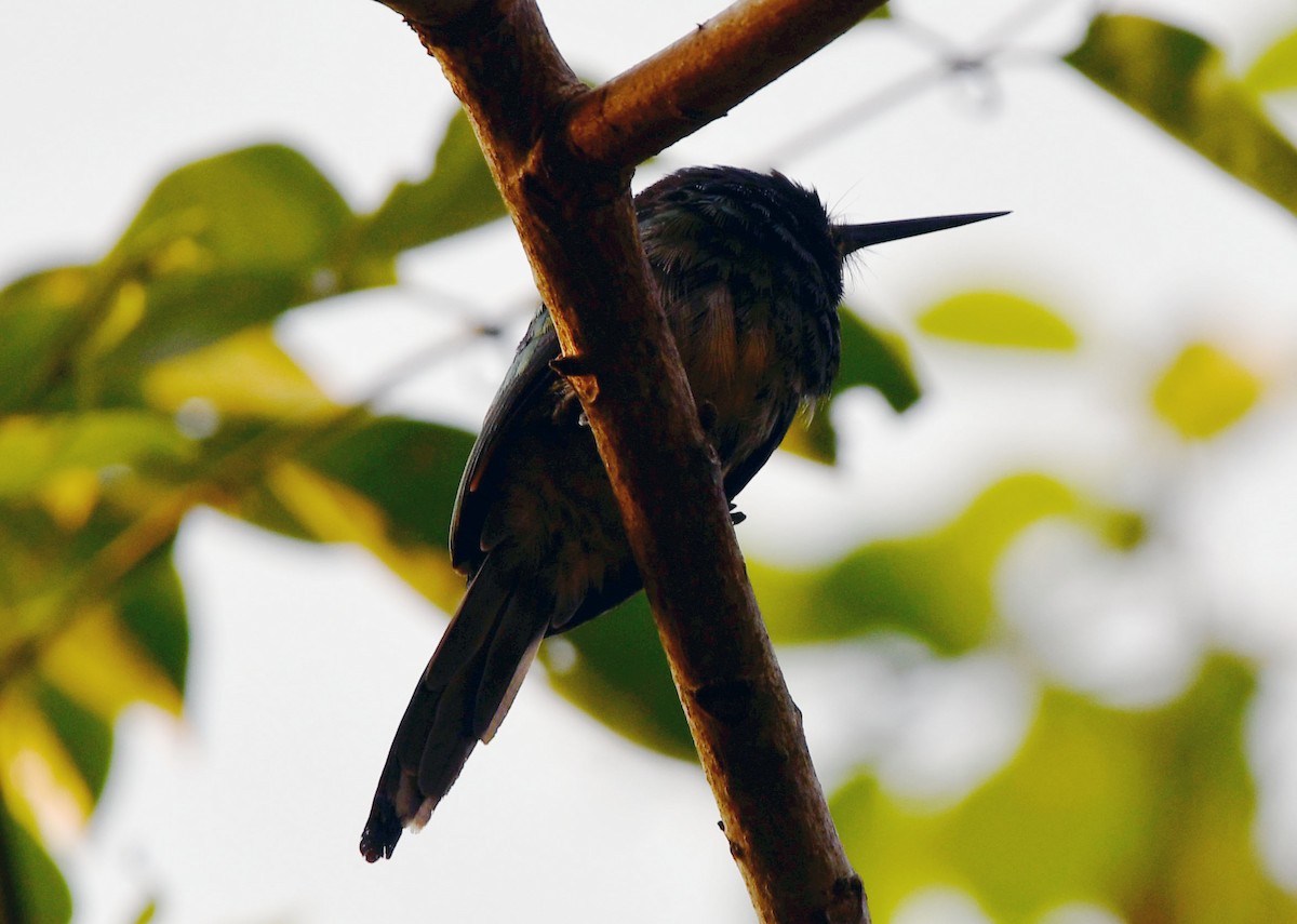 Bronzy Jacamar - ML622227422