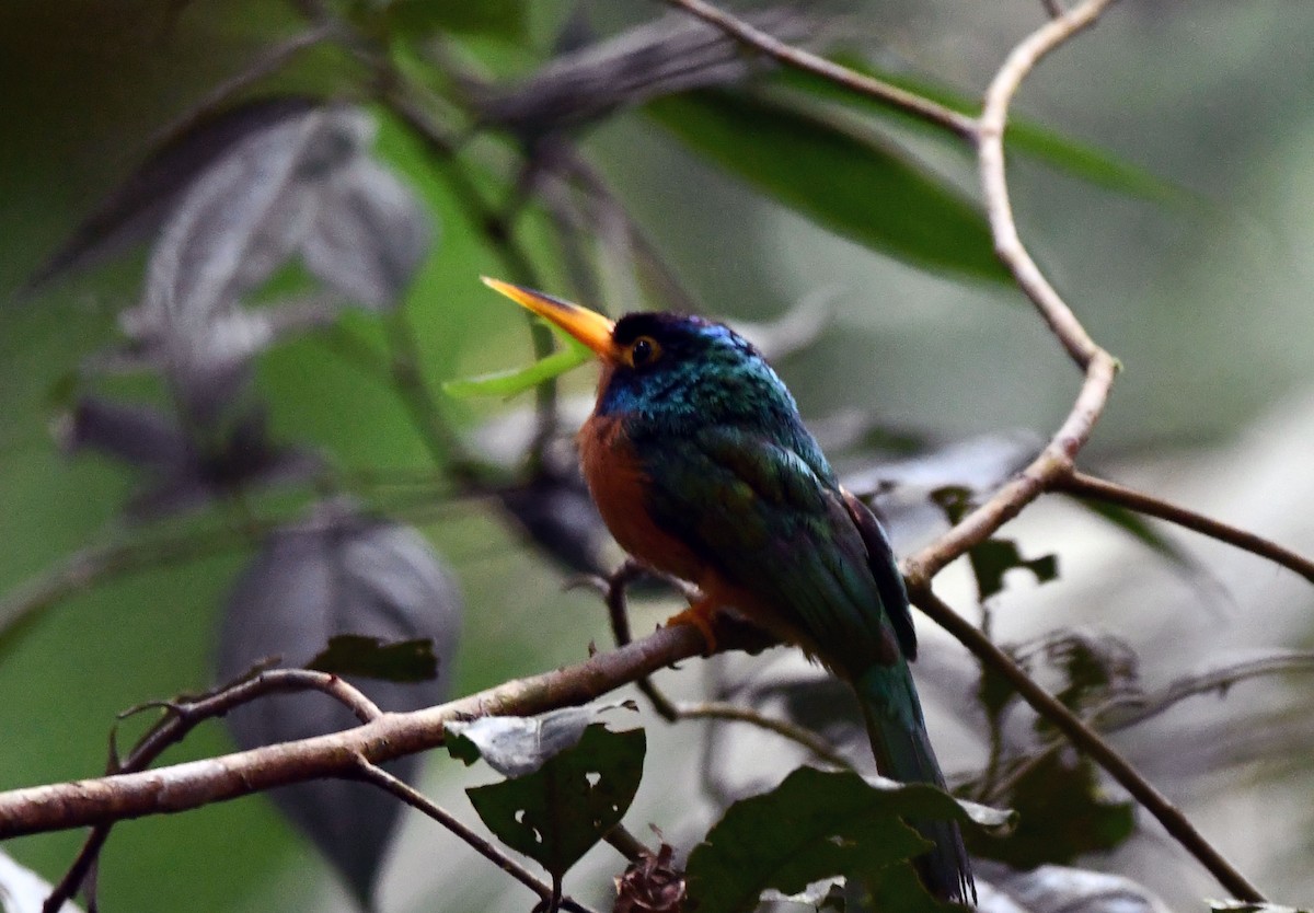 Blue-cheeked Jacamar - ML622227423