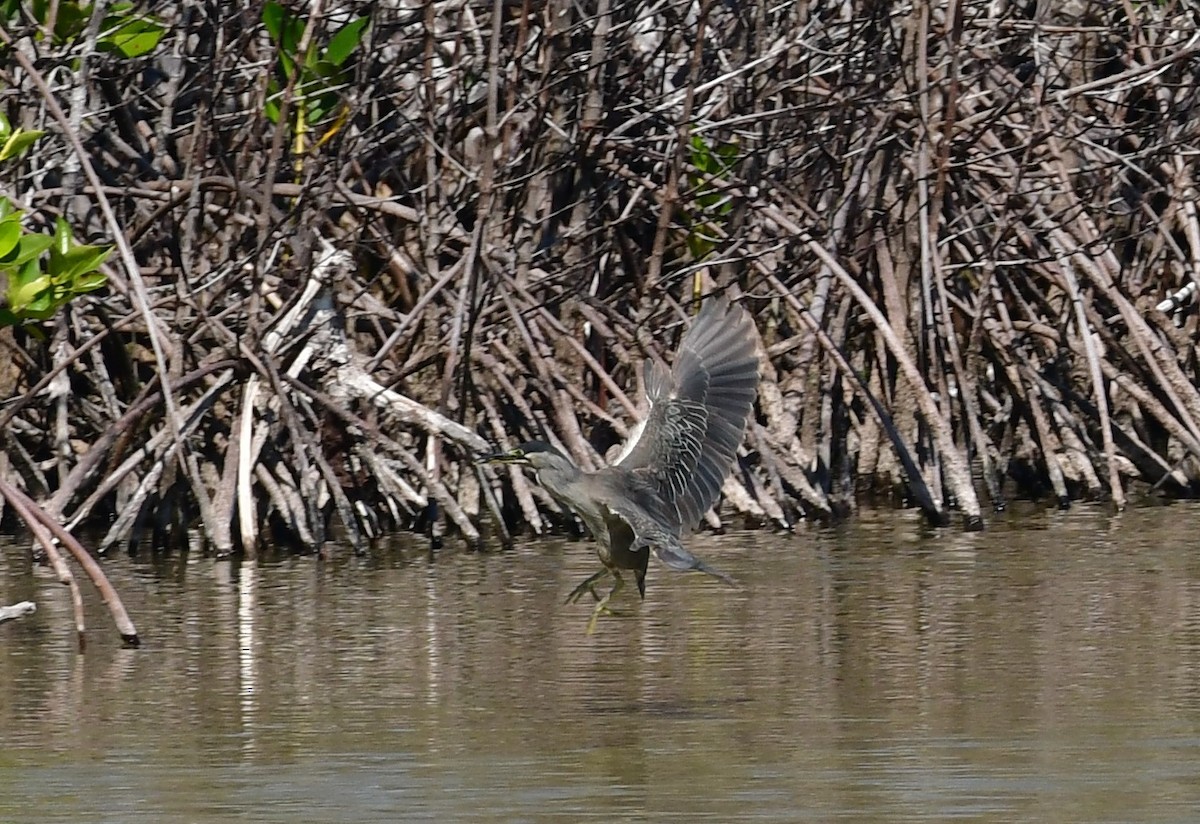 Striated Heron - ML622227425