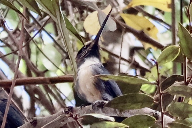 Three-toed Jacamar - ML622227438