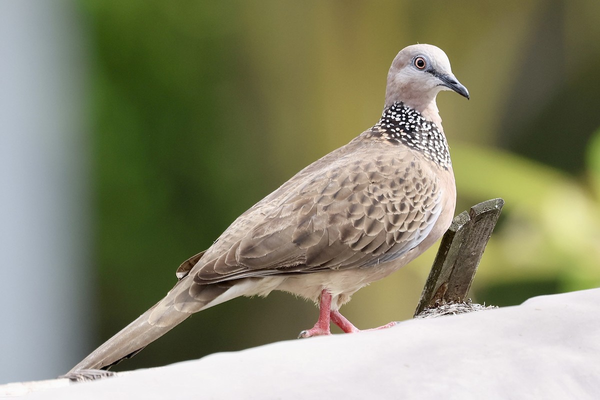 Spotted Dove - ML622227512