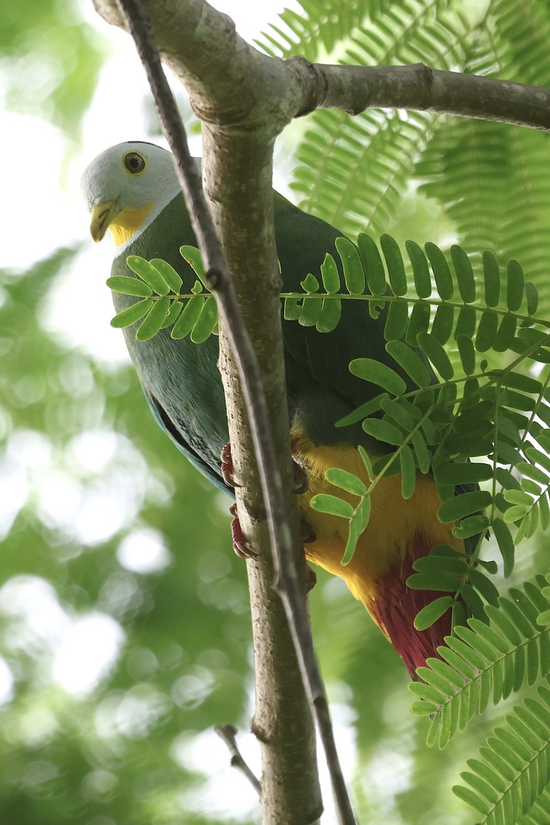 Black-naped Fruit-Dove - ML622227518