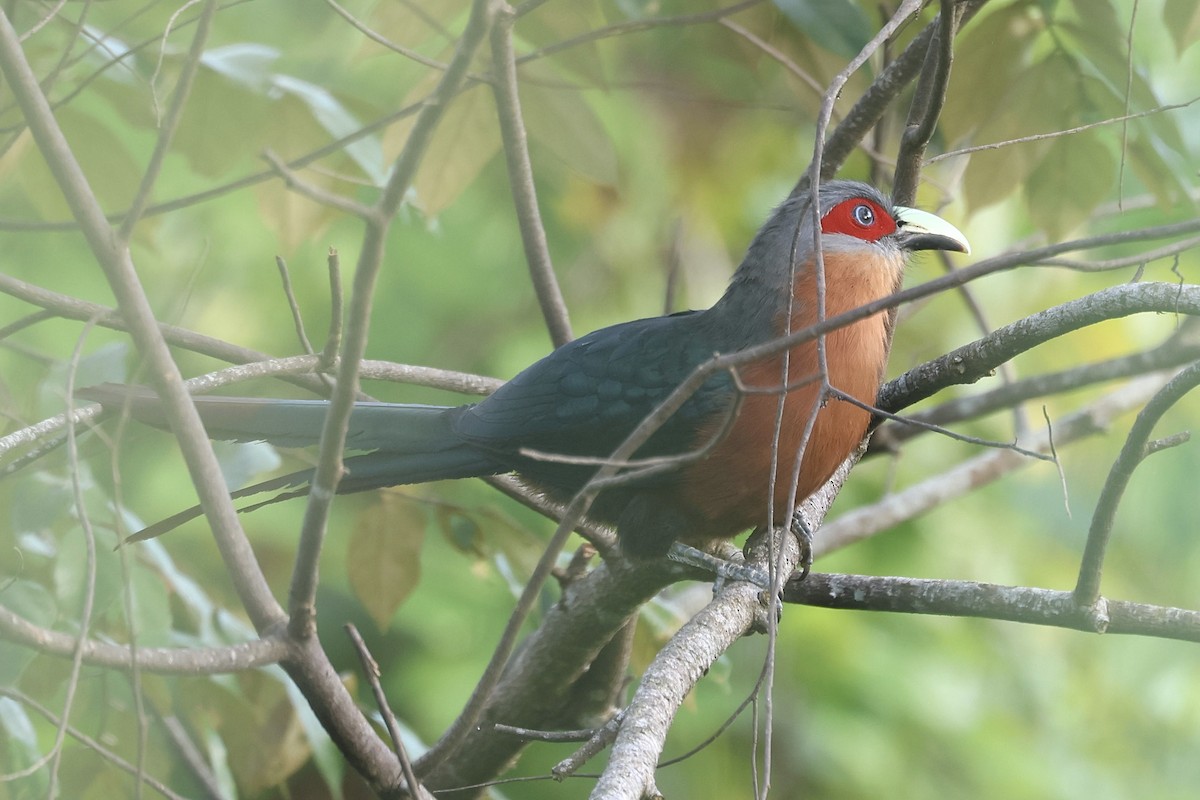 Chestnut-breasted Malkoha - ML622227520