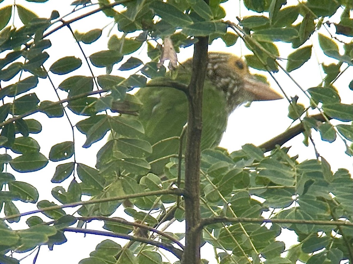 Lineated Barbet - ML622227523