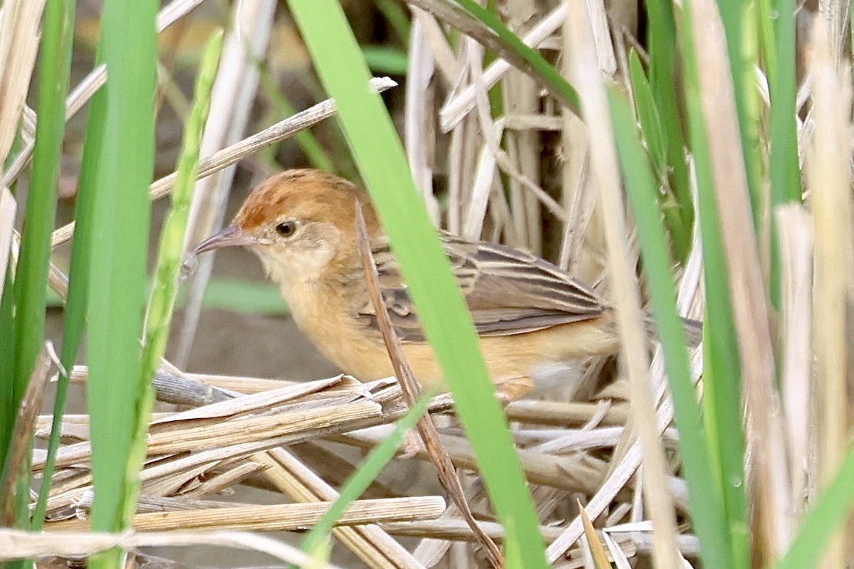 Golden-headed Cisticola - ML622227530