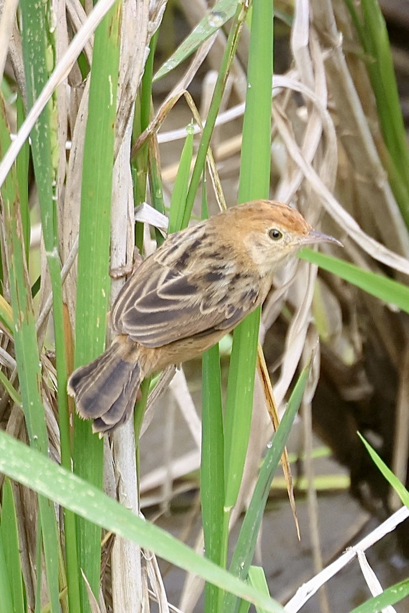 Golden-headed Cisticola - ML622227531