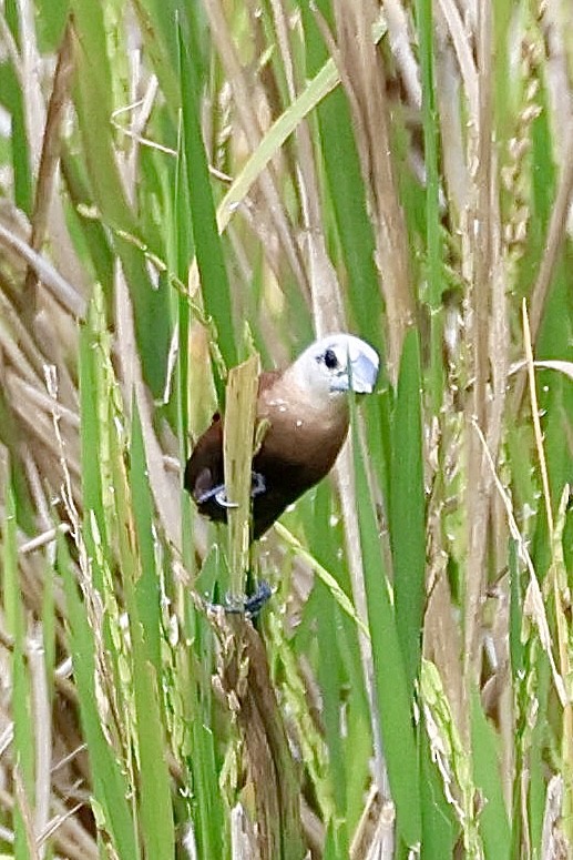 White-headed Munia - ML622227532