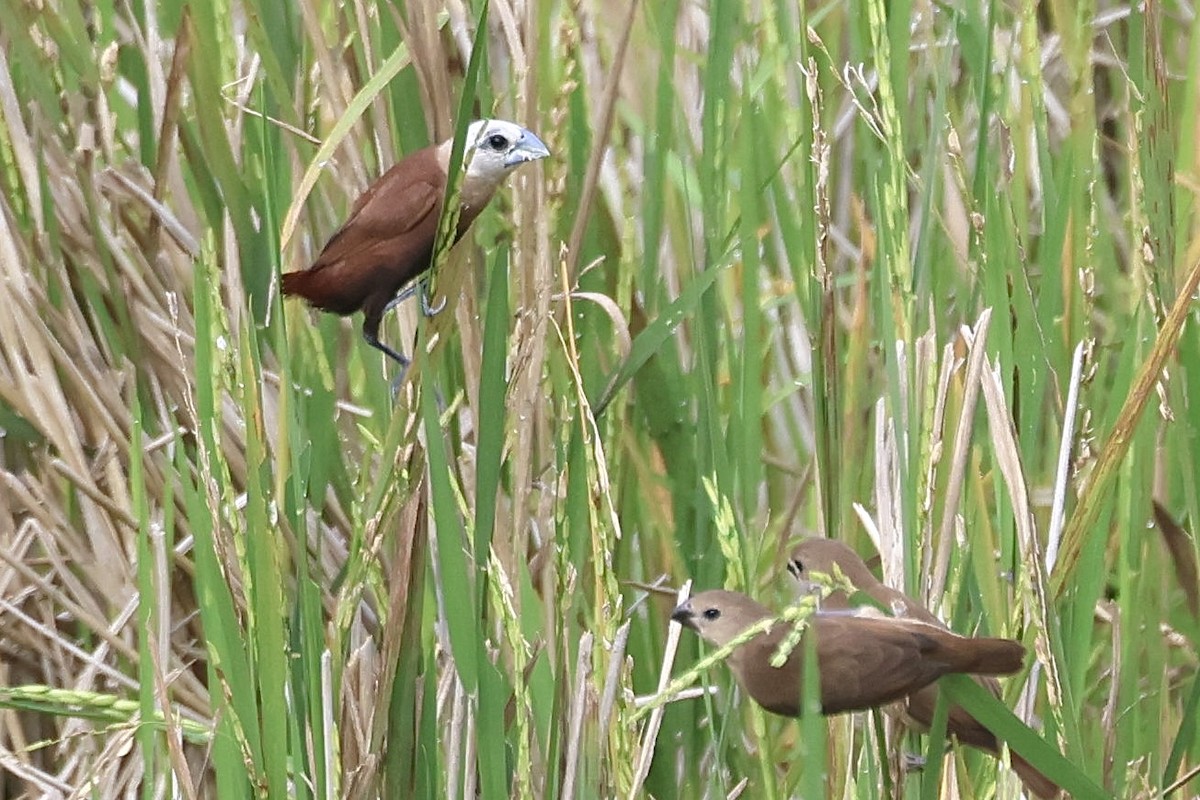 White-headed Munia - ML622227533