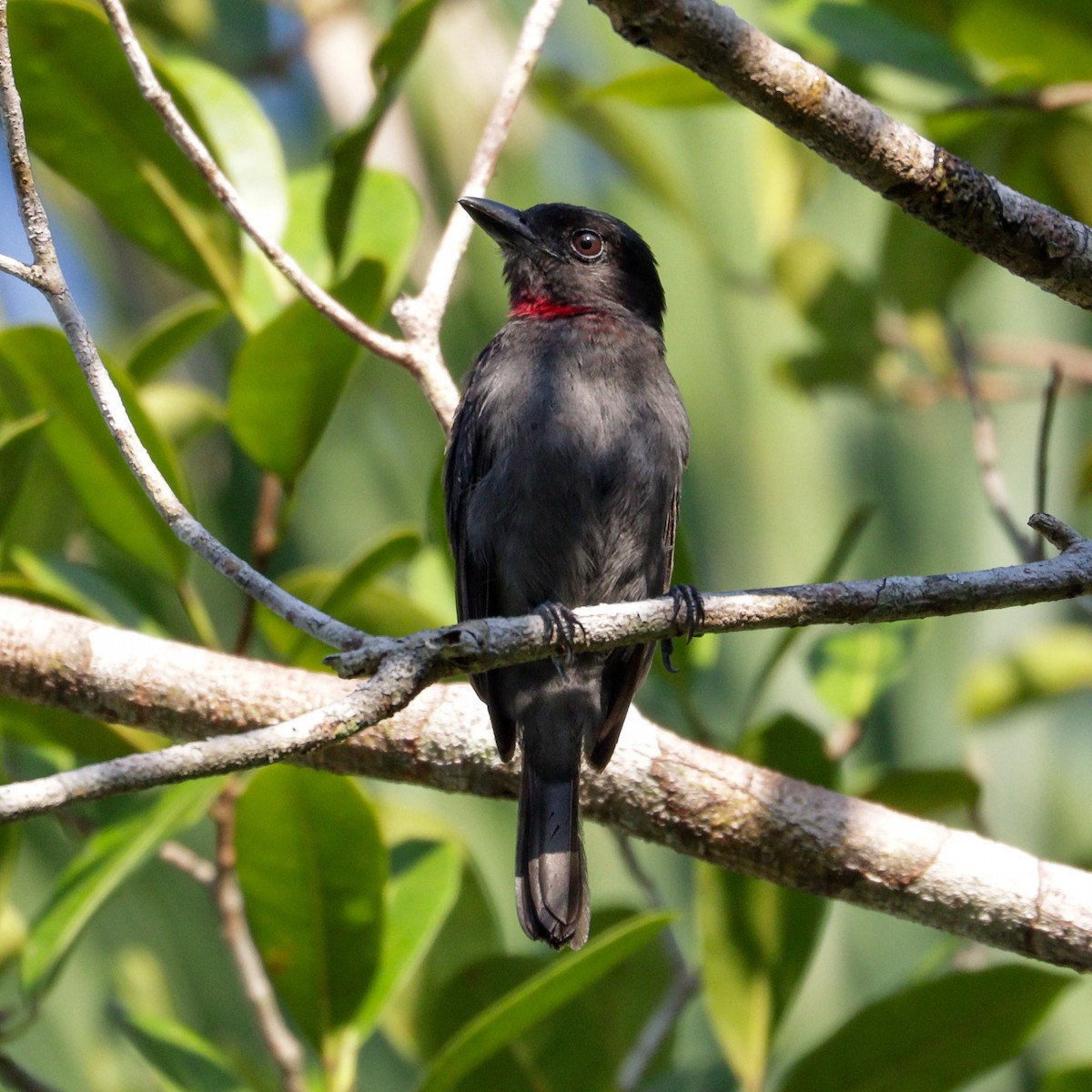 Pink-throated Becard - Katia Oliveira