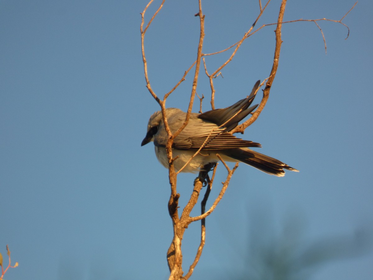 White-bellied Cuckooshrike - ML622227711