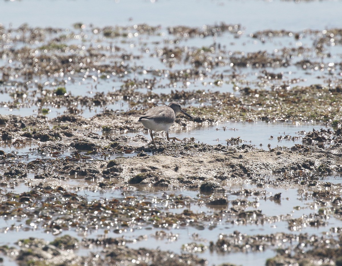 Gray-tailed Tattler - ML622227720