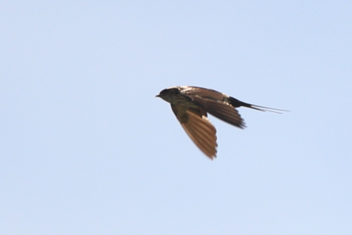 Striated Swallow - Victor Chen