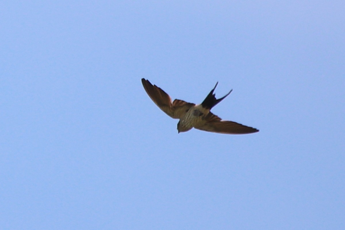 Striated Swallow - ML622227744