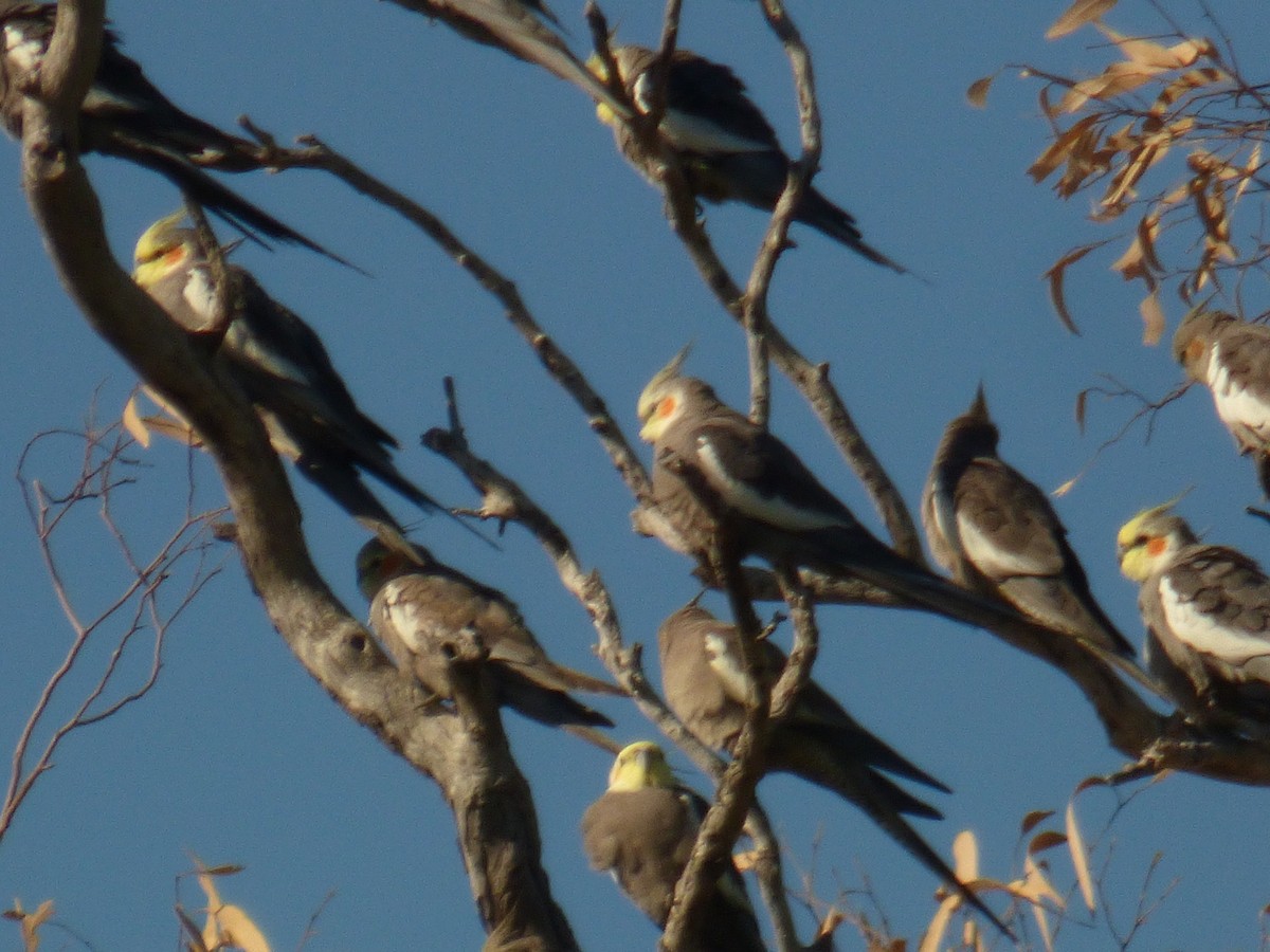 Cockatiel - ML622227786