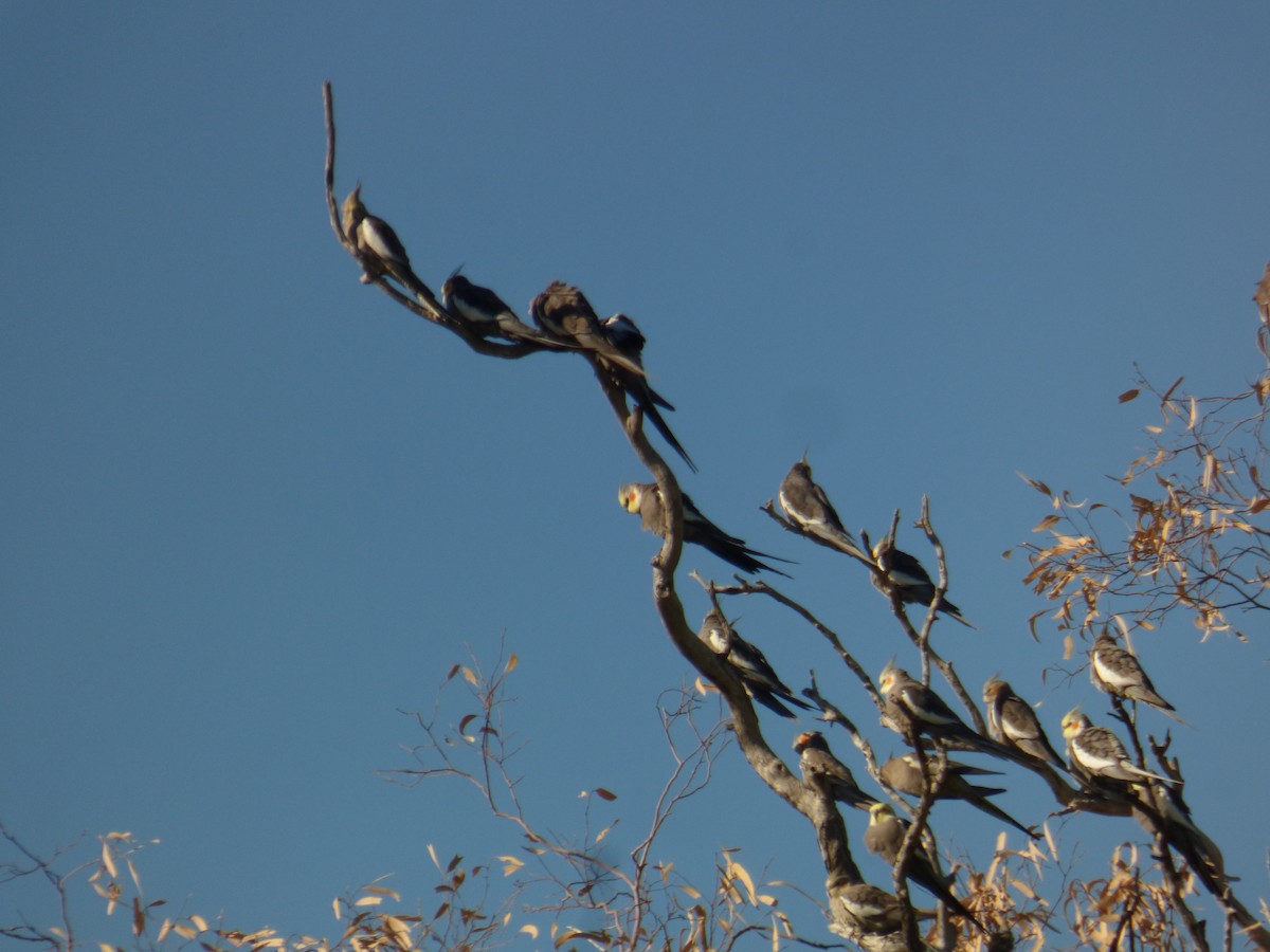 Cockatiel - ML622227787