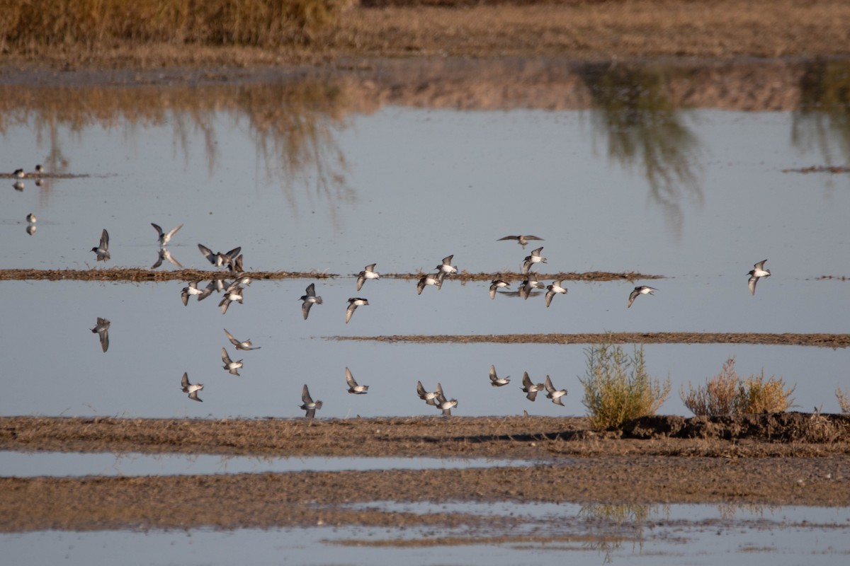 Least Sandpiper - ML622227790