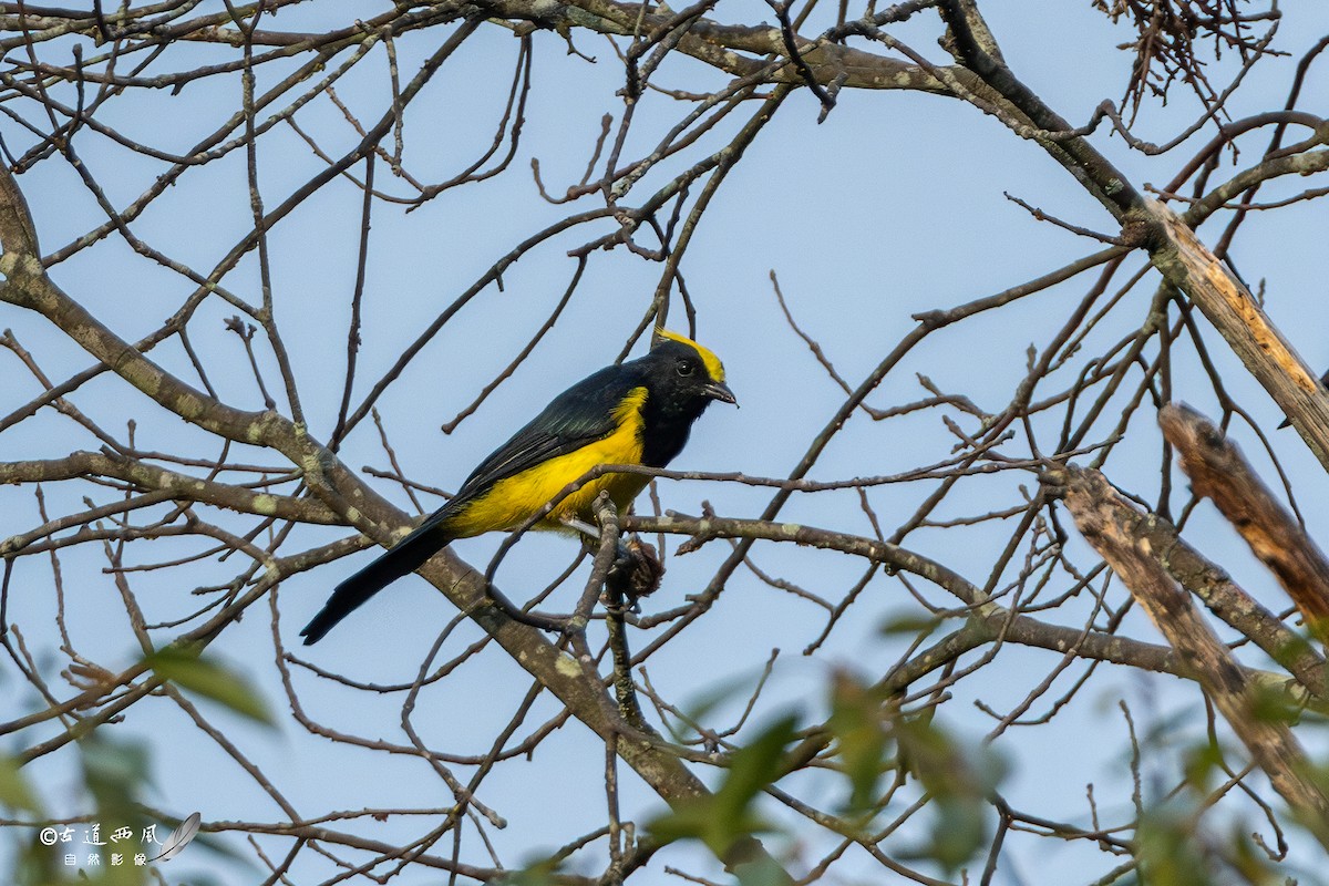 Sultan Tit (Yellow-crested) - ML622227852