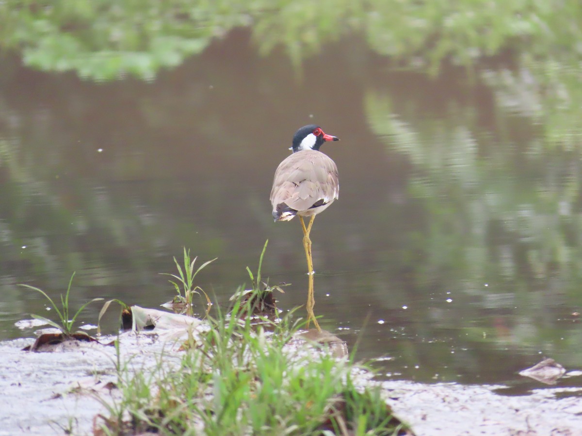 Red-wattled Lapwing - Shilpa Gadgil