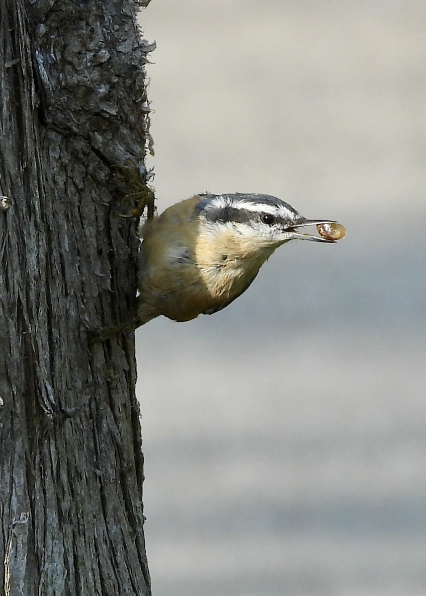 ムネアカゴジュウカラ - ML622227862